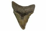 Fossil Megalodon Tooth - Georgia #159738-2